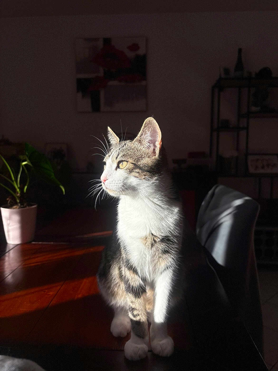Samba a rejoint le concours — aidez-le/la à gagner de superbes lots ! cat, tabby, sunlight, indoor, table, plant, potted_plant, wooden_table, whiskers, fur, shadow, light, domestic_cat, pet, feline, looking_away, sitting, cozy, quiet, contemplative