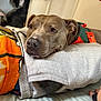 Pumpkin Cleopatra joined the competition — help win amazing prizes! dog, resting, indoor, bed, fabric, sweatshirt, gray, orange, green, collar, animal, pet, face, closeup, comfort, relaxation, canine, fur, ears, nose