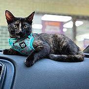 Pumpkin Cleopatra joined the competition — help win amazing prizes! cat, tortoiseshell, pet, animal, dashboard, car_interior, harness, turquoise, sushi_pattern, alert, ears, fur, whiskers, eyes, resting, indoor, closeup, cute, feline, companion