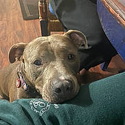 Chapo joined the competition — help win amazing prizes! dog, pet, brown_dog, collar, indoor, flooring, wood_floor, furniture, table, person, clothing, sweatshirt, resting, face, ears, cute, animal, companion, closeup, looking
