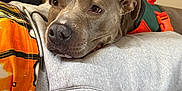 Chapo is registered to the contest to win money with this photo: dog, resting, indoor, bed, fabric, sweatshirt, gray, orange, green, collar, animal, pet, face, closeup, comfort, relaxation, canine, fur, ears, nose