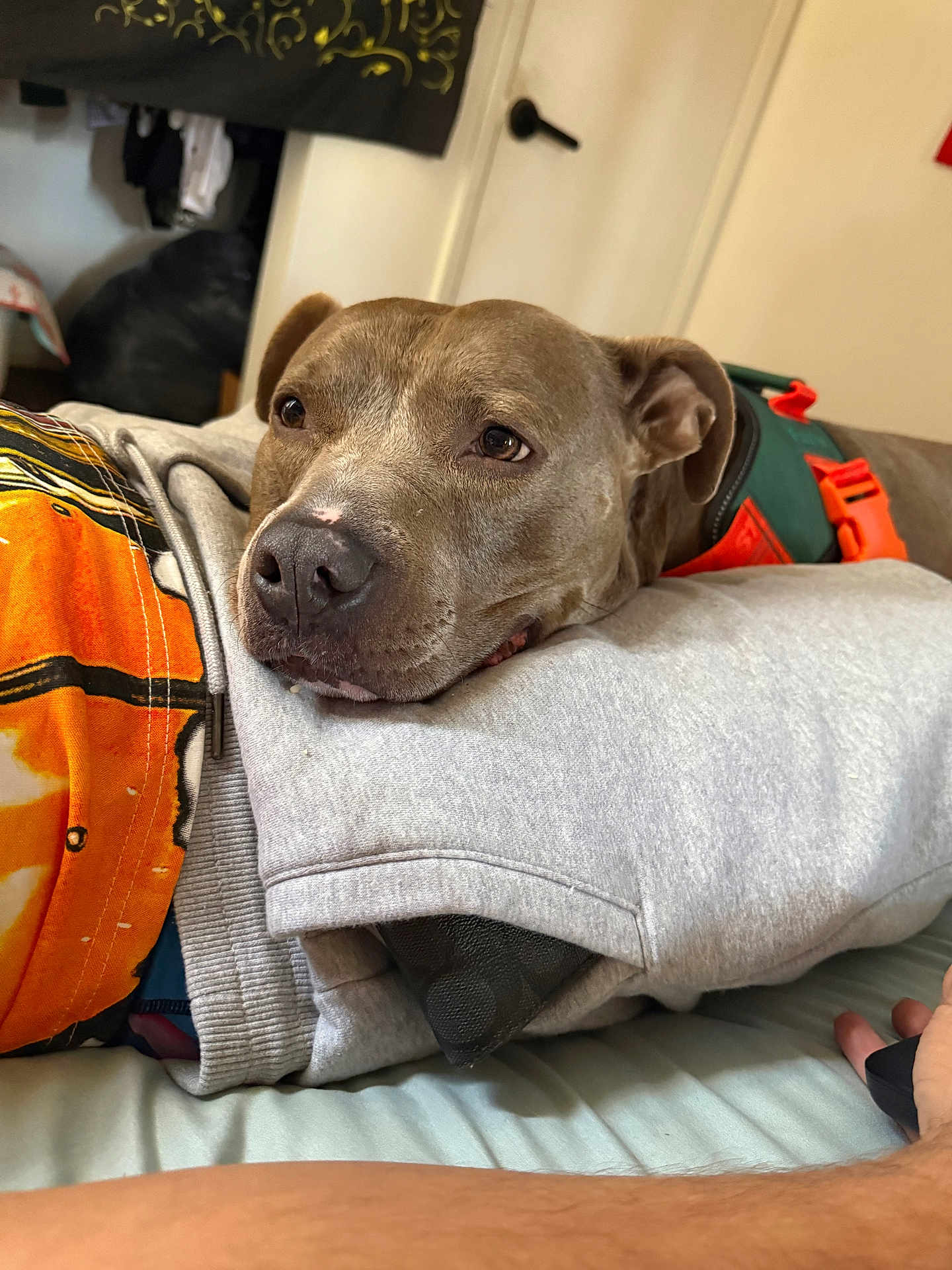 Chapo is registered to the contest to win money with this photo: dog, resting, indoor, bed, fabric, sweatshirt, gray, orange, green, collar, animal, pet, face, closeup, comfort, relaxation, canine, fur, ears, nose