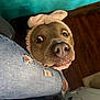 Chapo is registered to the contest to win money with this photo: dog, headband, bow, jeans, ripped_jeans, curious, pet, brown_dog, indoors, floor, blanket, teal_blanket, closeup, face, wide_eyes, snout, fur, animal, companion, cute