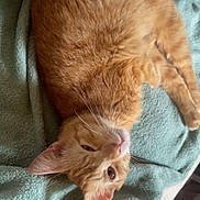 We Nala joined the competition — help win amazing prizes! cat, orange_cat, tabby, pet, feline, animal, sleepy, resting, blanket, soft, fur, whiskers, indoor, cozy, cute, relaxed, mammal, domestic_animal, comfort, laying_down