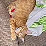 Nala is registered to the contest to win money with this photo: blanket, carpet, cat, couch, cozy, feline, footwear, fur, home, indoor, orange_tabby, paw, pet, relaxed, resting, sleeping, smiley_socks, soft_blanket, textured_fabric, toy