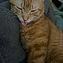 animal, blanket, cat, close_up, cozy, cute, ears, feline, fur, indoor, mammal, orange_cat, pet, relaxed, resting, sleepy, soft, tabby, tongue_out, whiskers