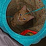 Nala is registered to the contest to win money with this photo: animal, blue, cat, close_up, colorful, cozy, curious, ears, fabric_tunnel, feline, flash, indoor, looking_up, orange_cat, pet, pet_toy, playful, polka_dot, tabby_cat, whiskers
