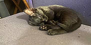 Grimstein is registered to the contest to win money with this photo: animal, black_kitten, cat, couch, cozy, cute, feline, fur, furniture, indoor, nap, paw, pet, purple_couch, quiet, resting, sleeping, small, tail, wooden_chair
