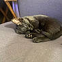 black_kitten, sleeping, cat, pet, feline, couch, purple_couch, indoor, nap, cozy, fur, animal, cute, small, resting, paw, tail, wooden_chair, furniture, quiet