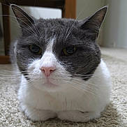 Van joined the competition — help win amazing prizes! animal, calm, carpet, cat, closeup, cute, domestic, ears, face, front_view, fur, gray, indoor, looking, mammal, pet, resting, small, whiskers, white