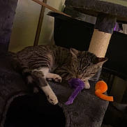 Precious joined the competition — help win amazing prizes! cat, cat_tree, cozy, dim_lighting, furniture, home, indoor, lying_down, orange_toy, paws, pet, portrait, purple_toy, relaxed, scratching_post, sleeping, striped_fur, tabby_cat, toy, whiskers