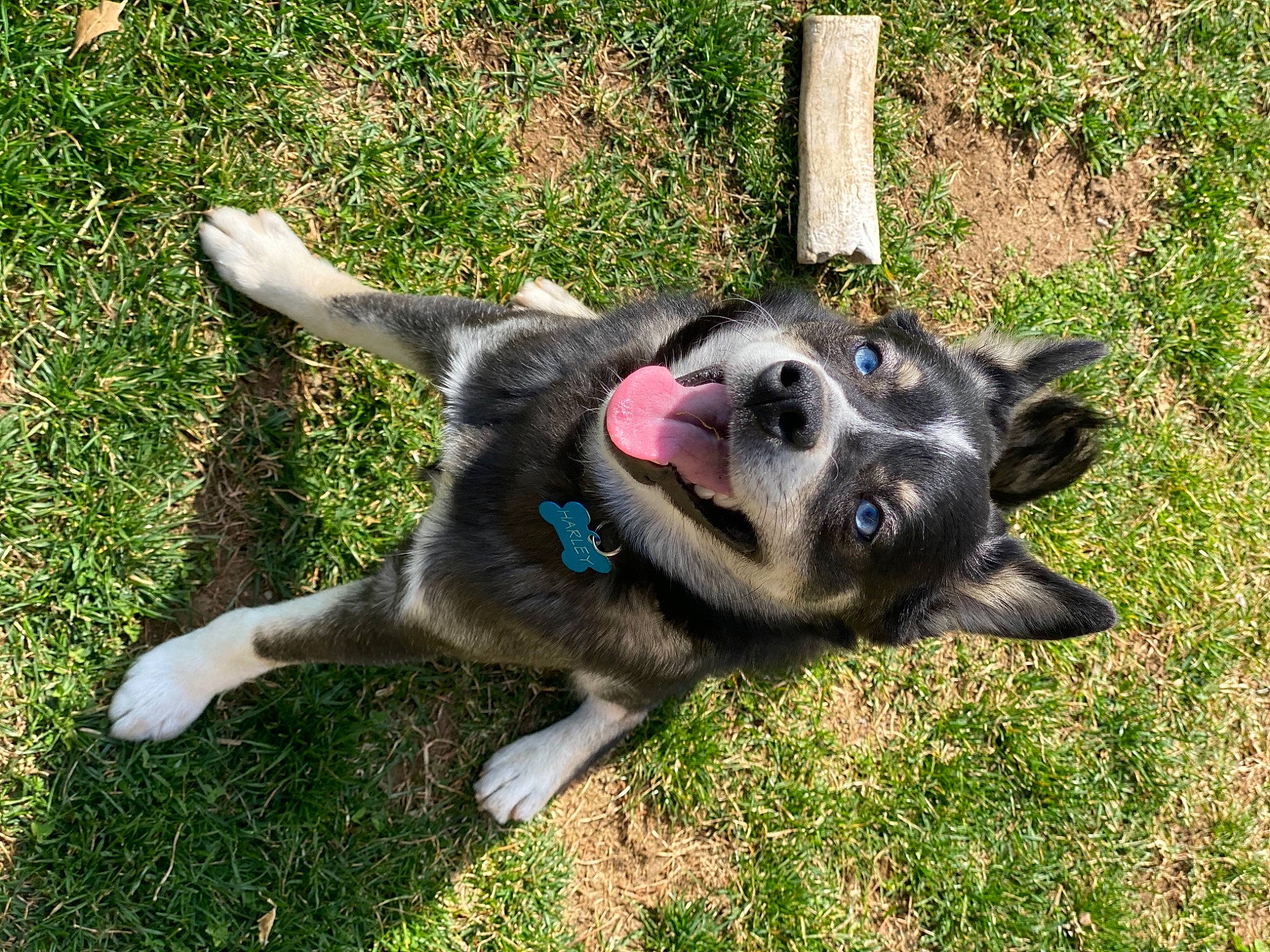 Harley joined the competition — help win amazing prizes! canidae, carnivore, collar, companion_dog, dog, dog_breed, dog_supply, fawn, grass, herding_dog, non_sporting_group, plant, snout, sporting_group, working_animal, working_dog