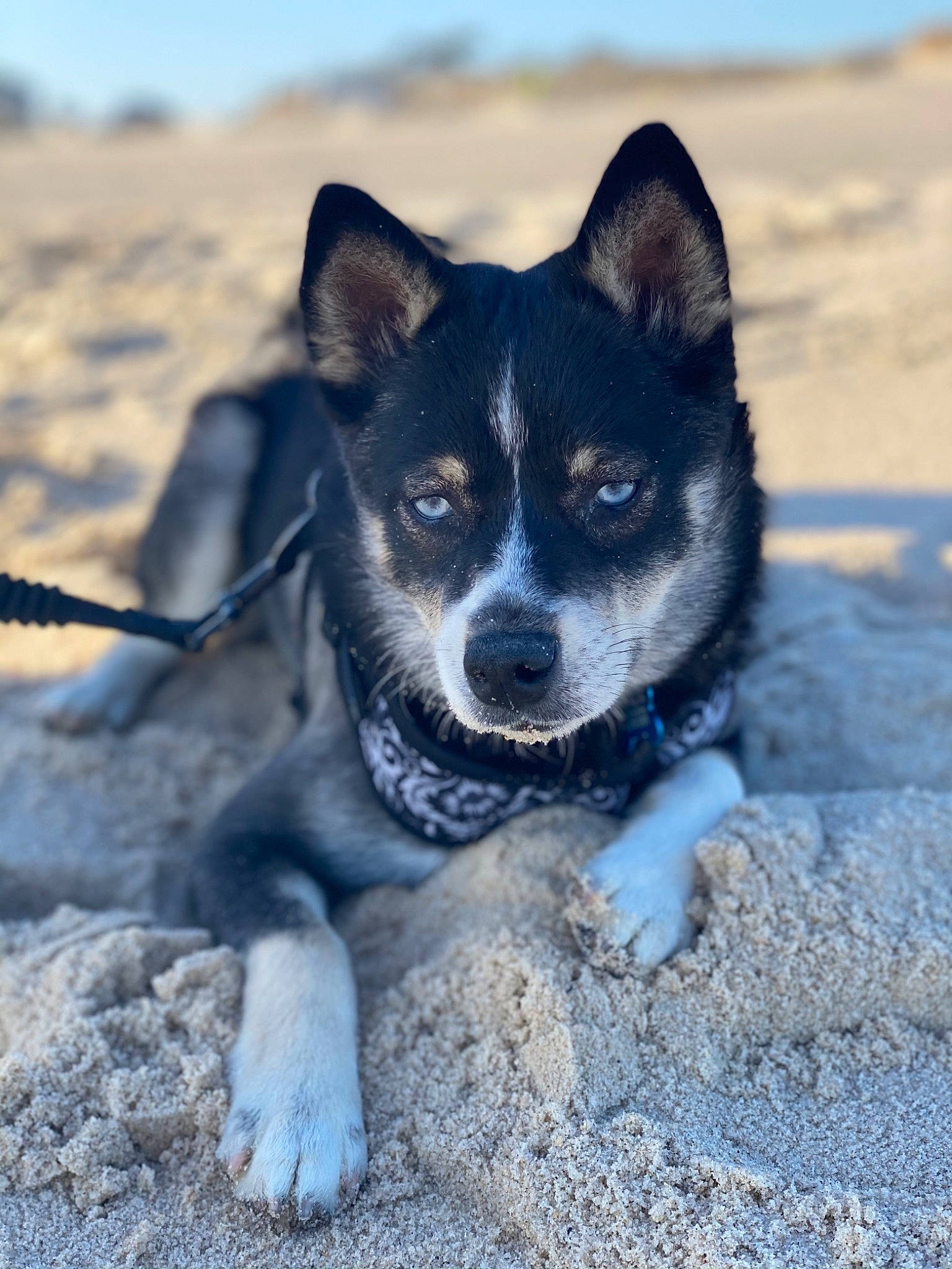 Harley is registered to the contest to win money with this photo: adventure, art, azure, canidae, carnivore, companion_dog, dog, dog_breed, electric_blue, eye, fawn, landscape, puppy, recreation, sky, snout, sporting_group, whiskers, working_animal, working_dog