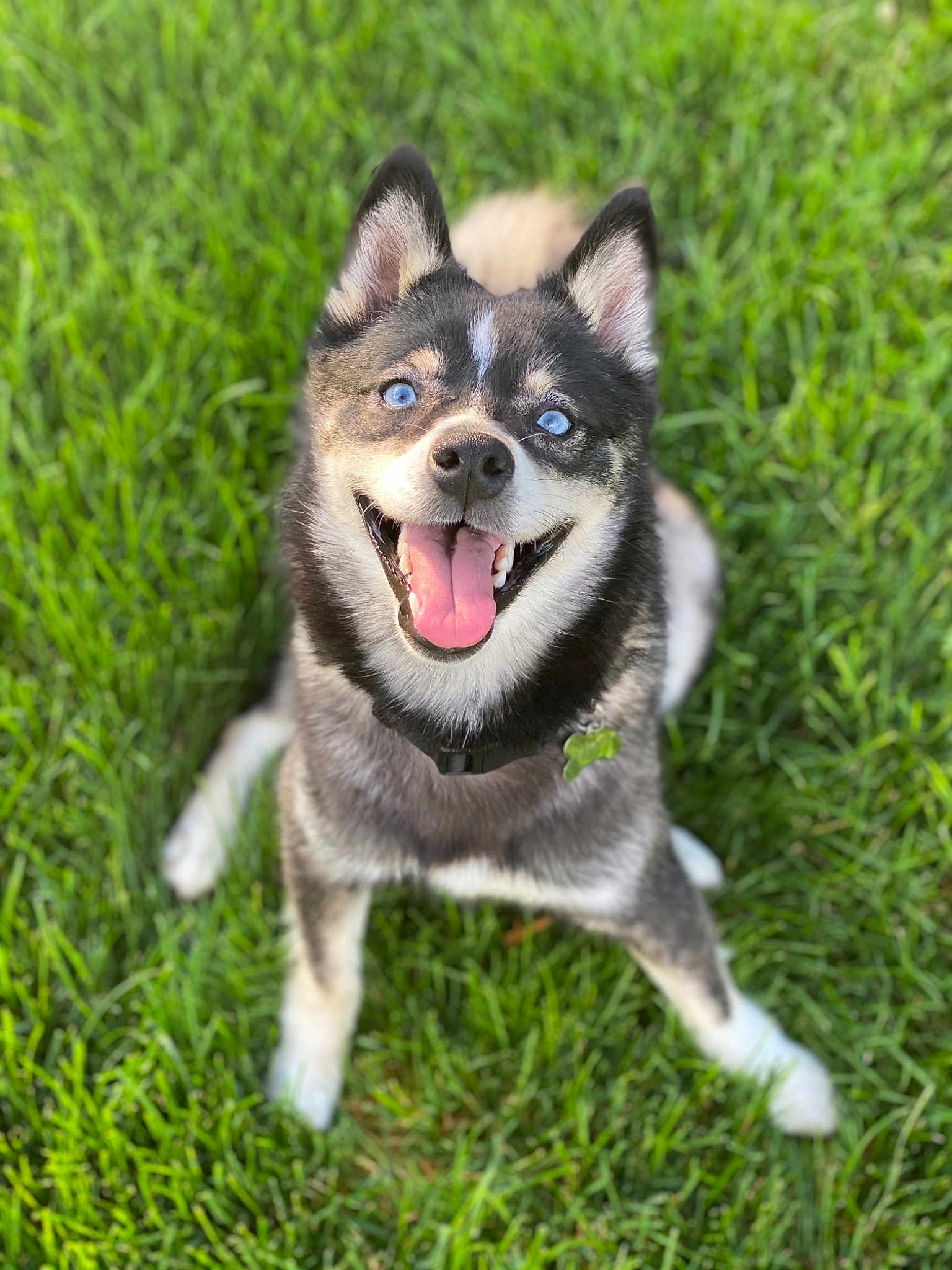 Harley