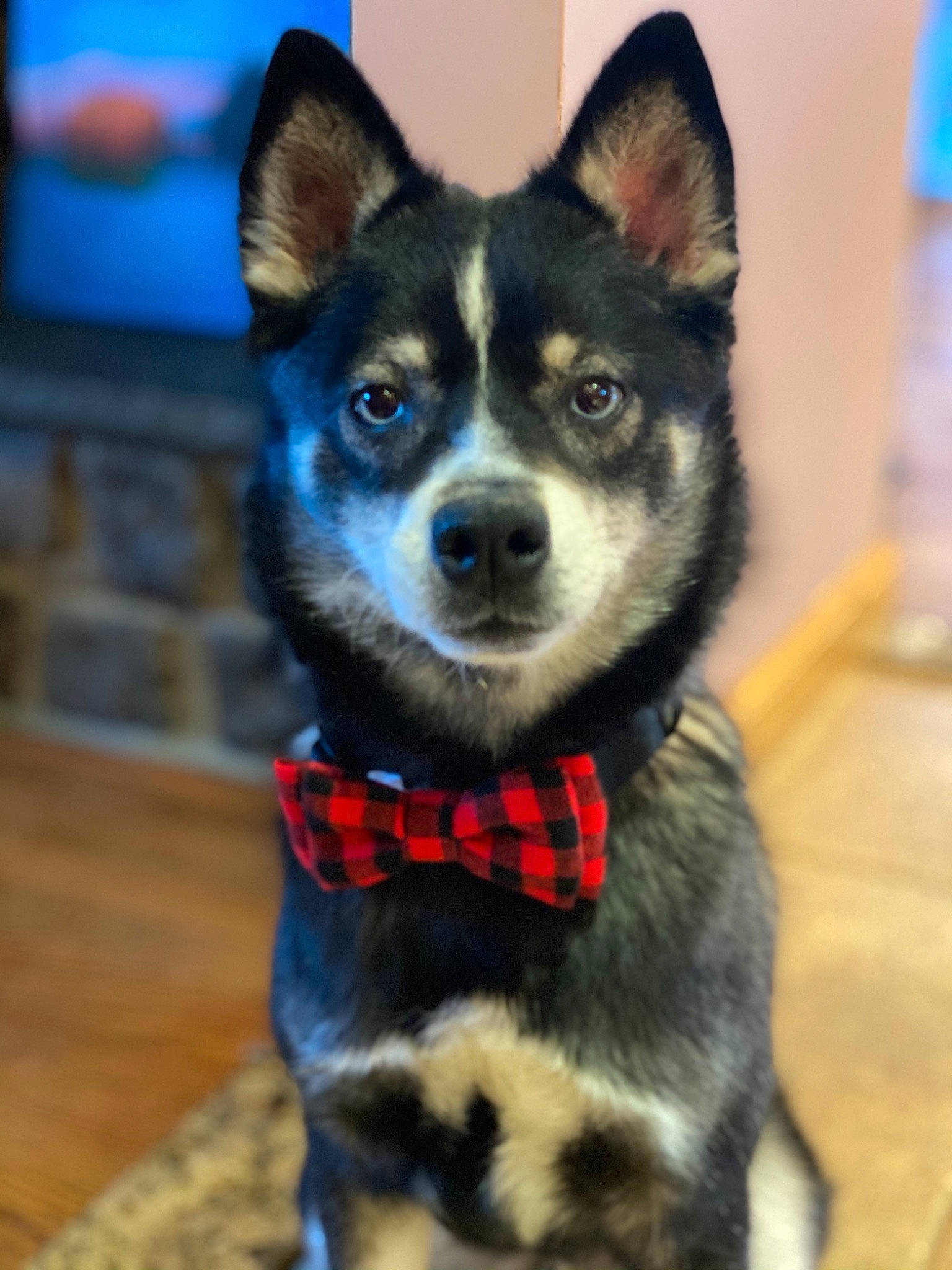 Harley joined the competition — help win amazing prizes! blue, canidae, carnivore, collar, companion_dog, dog, dog_breed, dog_collar, dog_supply, electric_blue, fur, leash, snout, sporting_group, television, terrestrial_animal, water_bottle, whiskers, working_animal, working_dog