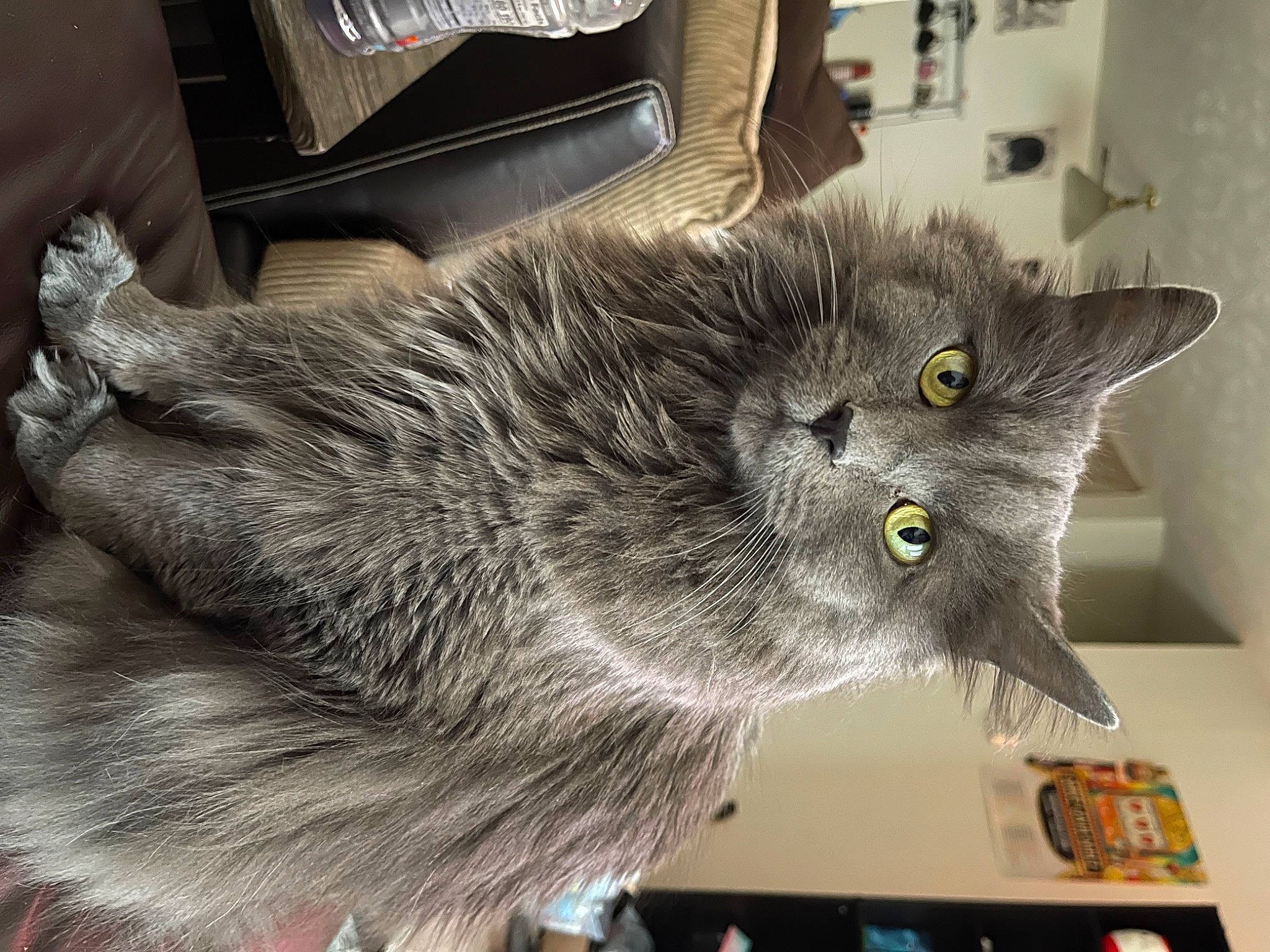 Ivy joined the competition — help win amazing prizes! box, british_longhair, carnivore, cat, claw, domestic_short_haired_cat, felidae, fur, grey, paw, small_to_medium_sized_cats, tail, terrestrial_animal, whiskers