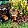 Kitty a rejoint le concours — aidez-le/la à gagner de superbes lots ! cat, tabby_cat, grass, flowers, garden, soil, sunlight, outdoor, greenery, nature, pet, animal, whiskers, plant, flora, relaxed, lying_down, fur, daylight, closeup