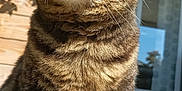 Kitty participe au concours pour gagner de l'argent avec cette photo : cat, tabby, outdoor, sunlight, closeup, pet, animal, feline, whiskers, ears, greenery, plant, house, window, curious, portrait, sitting, fur, daylight, nature