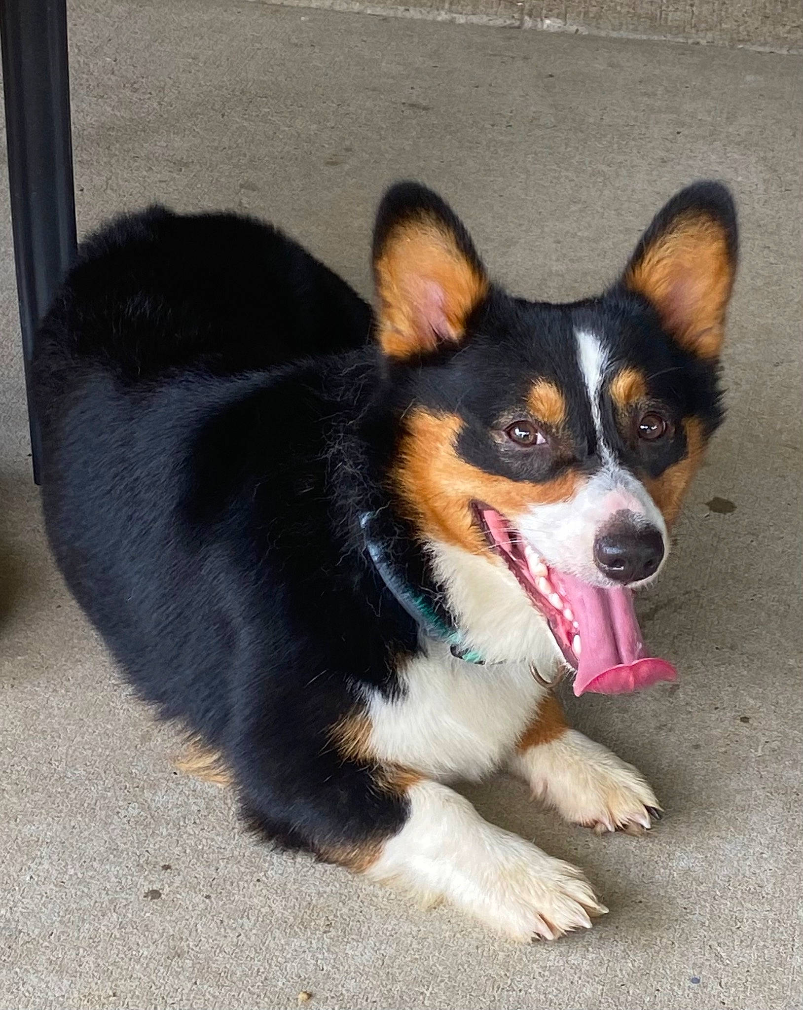 Milo joined the competition — help win amazing prizes! carnivore, companion_dog, dog, dog_breed, fur, herding_dog, paw, sporting_group, terrestrial_animal, toy_dog, whiskers, working_dog