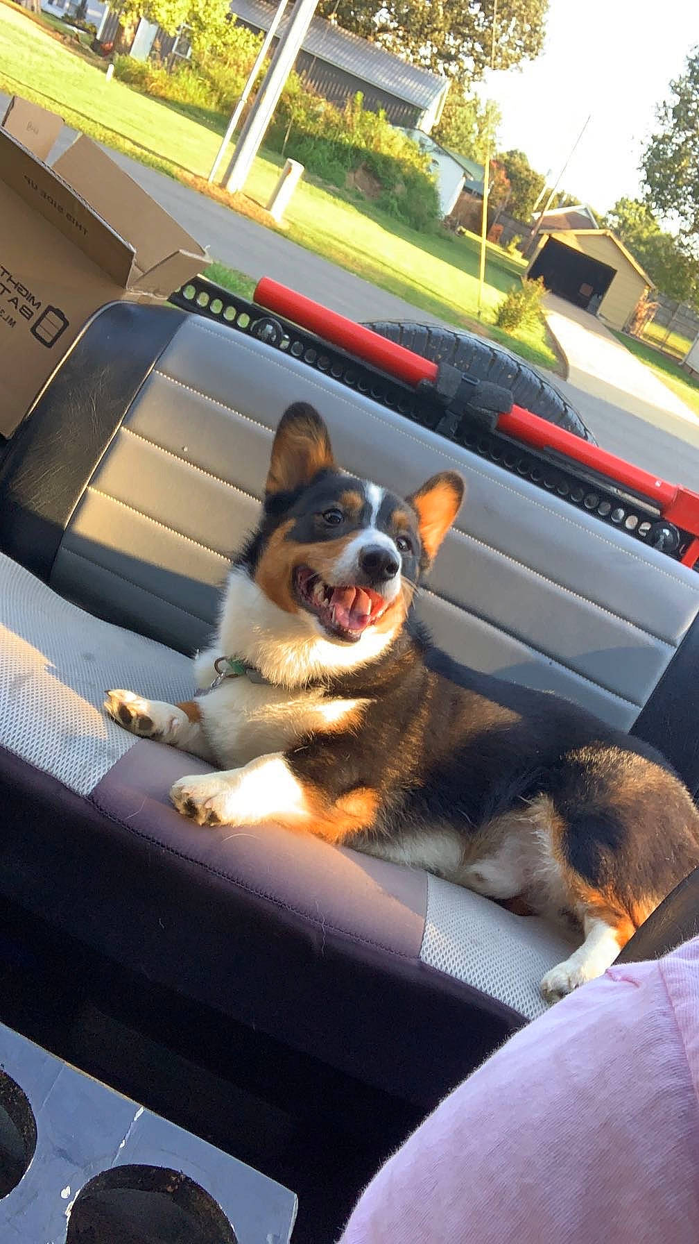 Milo joined the competition — help win amazing prizes! automotive_design, automotive_exterior, automotive_lighting, automotive_mirror, bumper, car, carnivore, companion_dog, dog, dog_breed, hood, mammal, motor_vehicle, personal_luxury_car, snout, tints_and_shades, tree, vehicle, vehicle_door, vertebrate