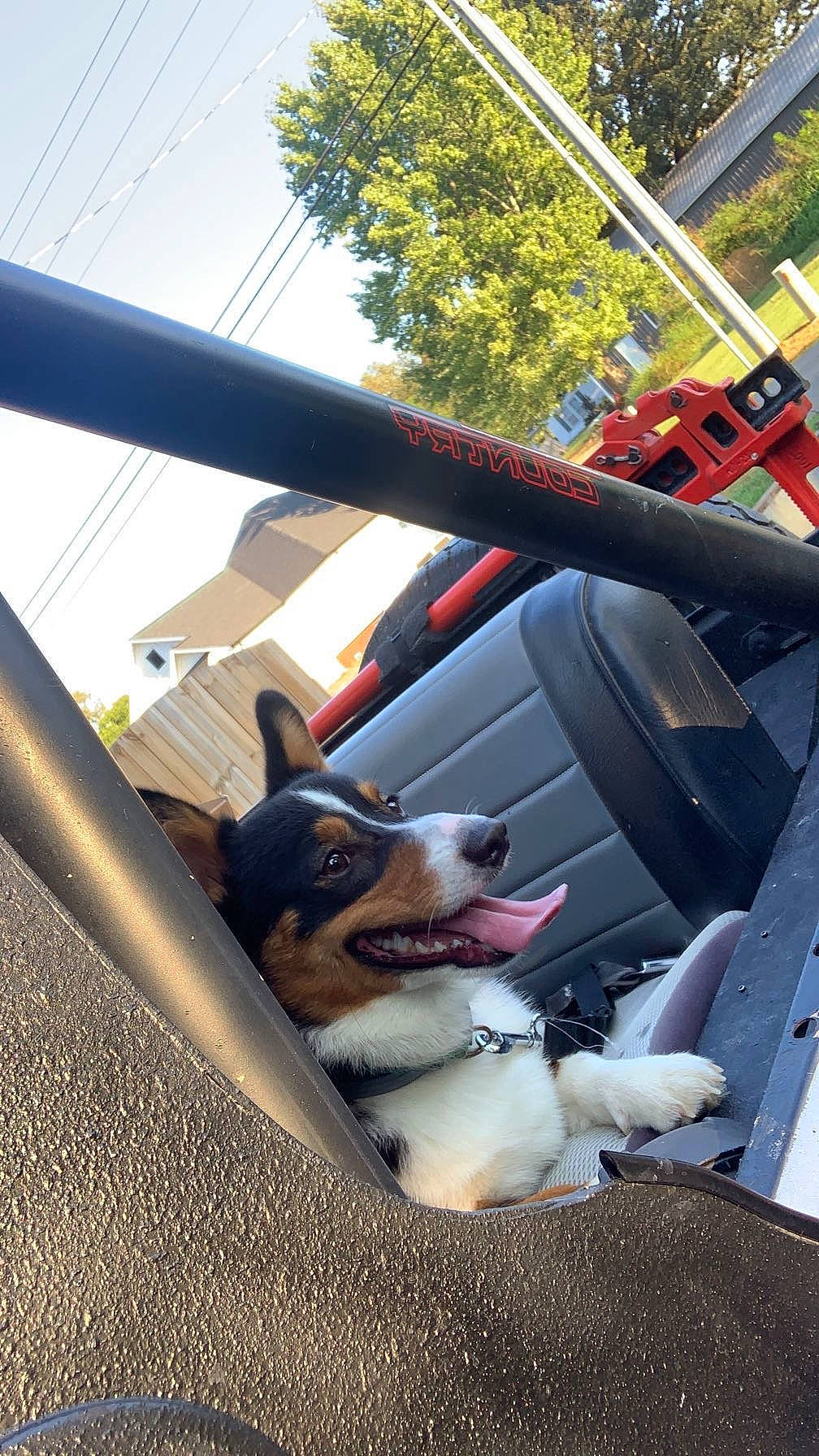 Milo is registered to the contest to win money with this photo: auto_part, automotive_design, automotive_exterior, automotive_lighting, automotive_window_part, carnivore, companion_dog, dog, dog_breed, family_car, glass, mode_of_transport, motor_vehicle, plant, sky, snout, tints_and_shades, tree, vehicle_door, windshield