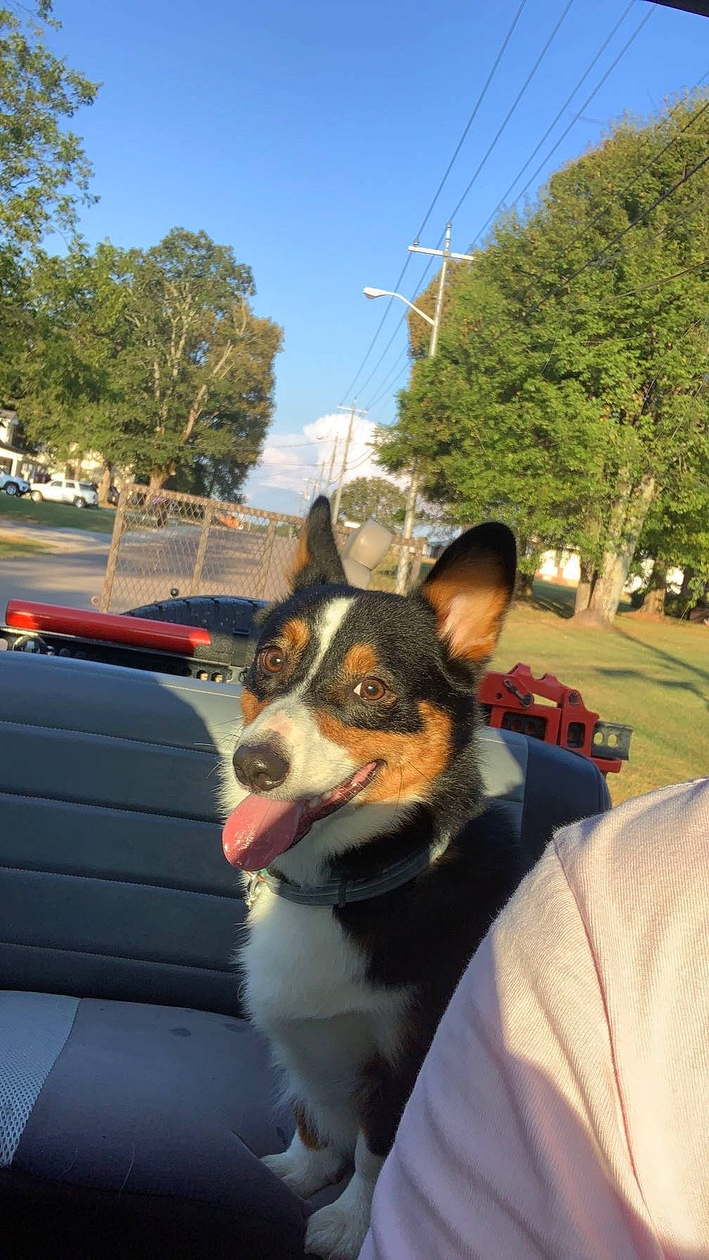 Milo is registered to the contest to win money with this photo: canidae, carnivore, companion_dog, dog, dog_breed, eyewear, fur, glasses, grass, herding_dog, leisure, plant, sky, snout, sporting_group, travel, tree, vision_care, whiskers, working_animal