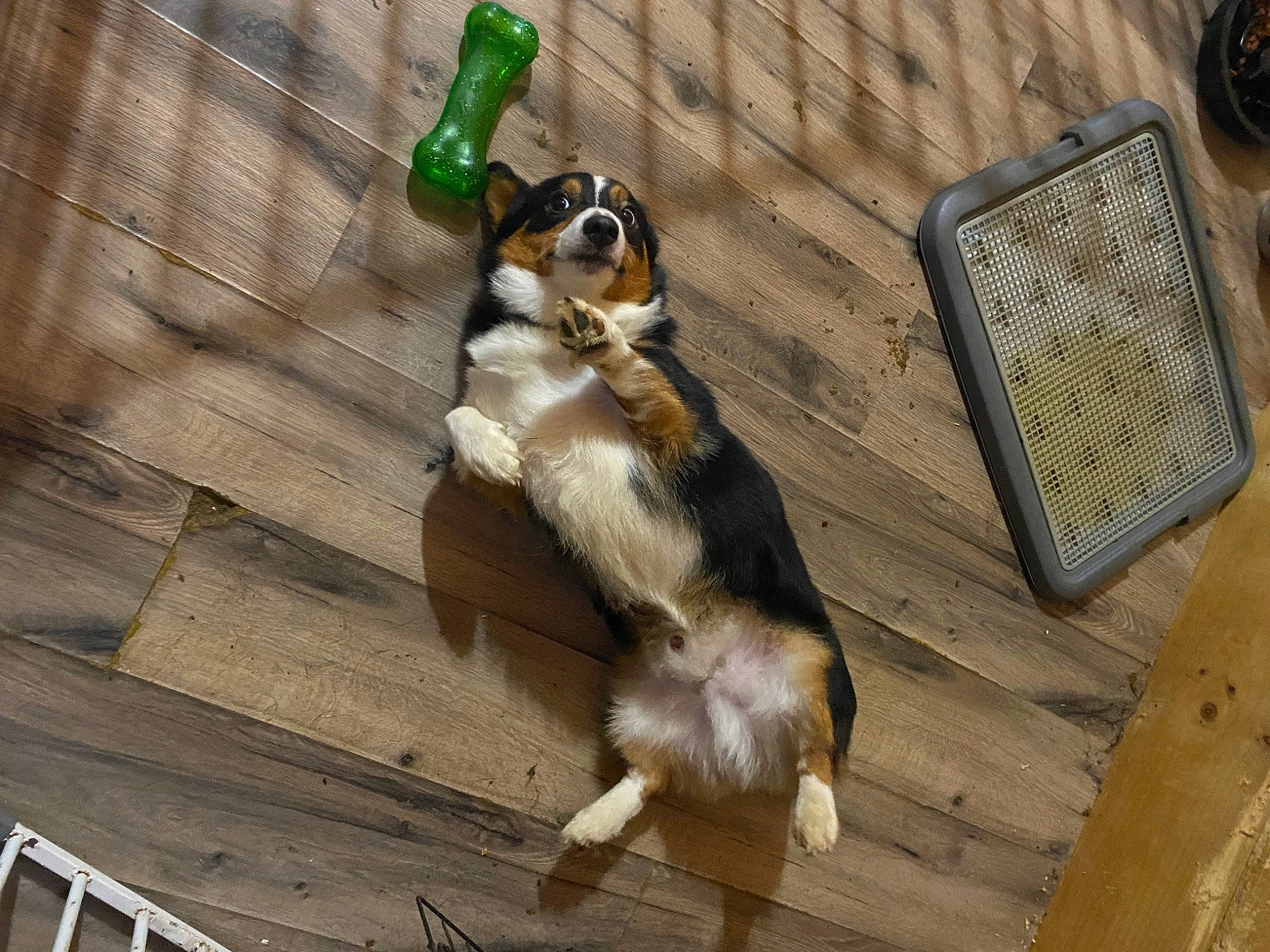 Milo joined the competition — help win amazing prizes! canidae, carnivore, claw, companion_dog, dog_breed, felidae, flooring, fur, hardwood, paw, plank, sporting_group, tail, terrestrial_animal, wildlife, wood, working_dog