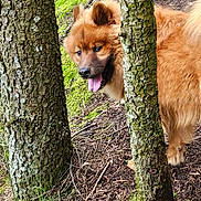 Ullys a rejoint le concours — aidez-le/la à gagner de superbes lots ! dog, animal, forest, tree, tree_trunk, moss, outdoor, nature, brown_fur, happy, tongue_out, pet, canine, playful, woodland, flora, fur, wildlife, daylight, ground