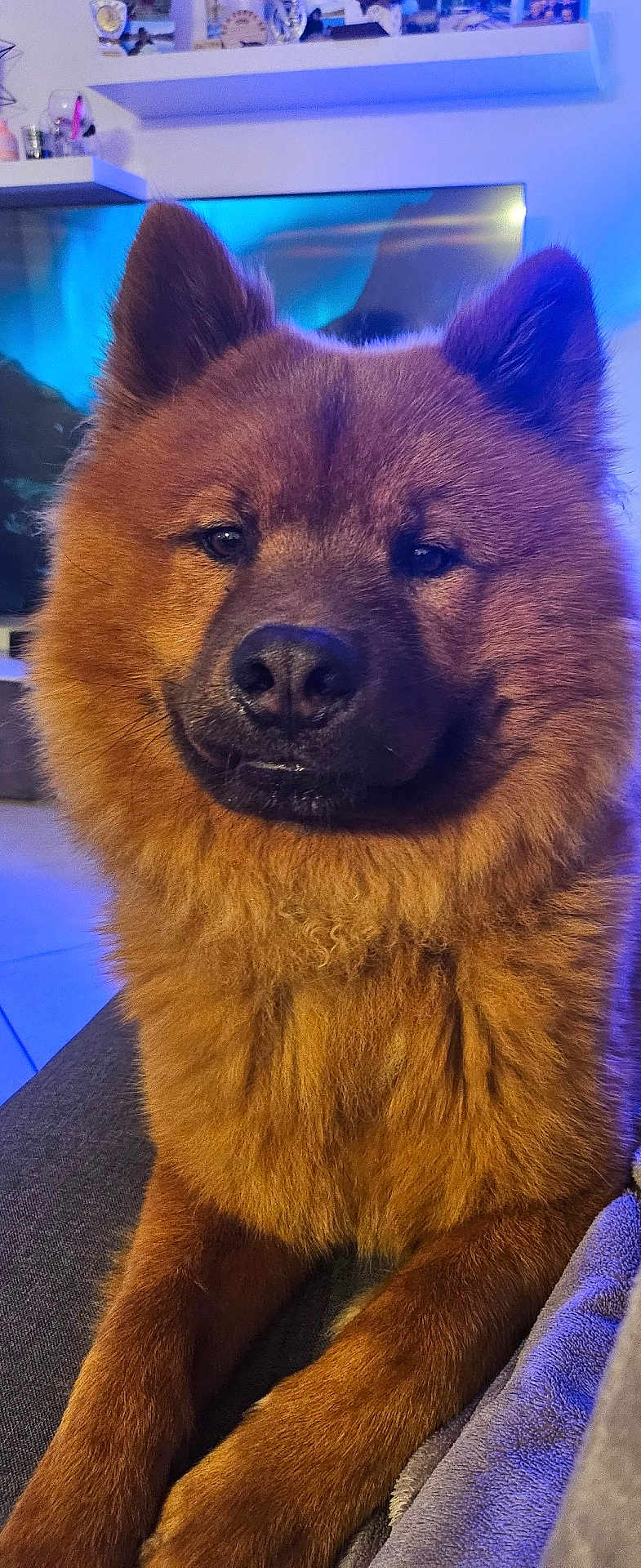 Ullys participe au concours pour gagner de l'argent avec cette photo : dog, brown_fur, fluffy, pet, indoor, close_up, canine, animal, muzzle, ears, sitting, cozy, portrait, furry, companion, domestic, relaxed, cute, friendly, paw