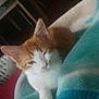 kitten, cat, orange_cat, white_cat, blanket, cozy, indoor, sleepy, pet, feline, cute, nap, fur, animal, domestic_animal, resting, soft, teal_blanket, laundry_basket, home