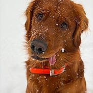 Hank joined the competition — help win amazing prizes! dog, golden_retriever, snow, outdoor, pet, animal, fur, collar, tongue, playful, winter, cute, close_up, canine, mammal, friendly, adorable, brown, portrait, nature
