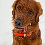 dog, golden_retriever, snow, outdoor, pet, animal, fur, collar, tongue, playful, winter, cute, close_up, canine, mammal, friendly, adorable, brown, portrait, nature