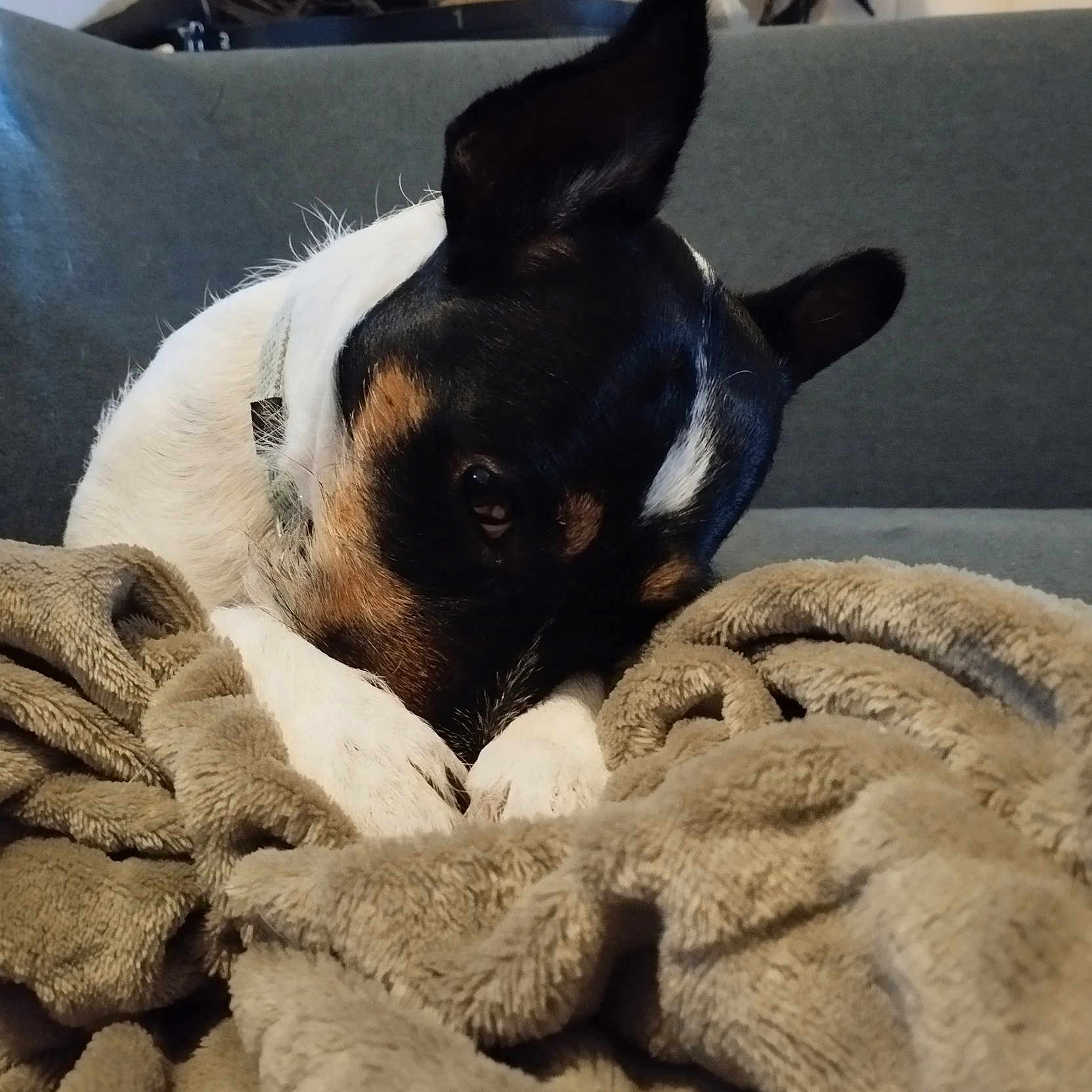 Rox participe au concours pour gagner de l'argent avec cette photo : animal, blanket, bostonbull, bulldog, canine, chair, chihuahua, couch, cushion, dog, furniture, homedecor, hound, linen, person, pet, puppy, quilt, terrier, towel