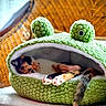 Zélia participe au concours pour gagner de l'argent avec cette photo : cat, kitten, calico, pet, animal, sleeping, lounging, frog_bed, plush_bed, green, cute, whiskers, paws, tail, indoor, couch, cozy, orange, black, white