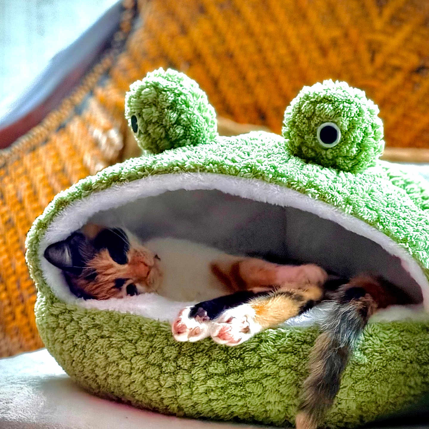 Zélia participe au concours pour gagner de l'argent avec cette photo : cat, kitten, calico, pet, animal, sleeping, lounging, frog_bed, plush_bed, green, cute, whiskers, paws, tail, indoor, couch, cozy, orange, black, white