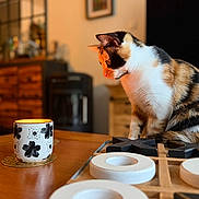 Zélia a rejoint le concours — aidez-le/la à gagner de superbes lots ! cat, calico_cat, pet, animal, sitting, indoor, home, table, mug, cup, wooden_game, board_game, game_pieces, furniture, television, framed_art, warm_lighting, portrait, domestic_animal, cozy