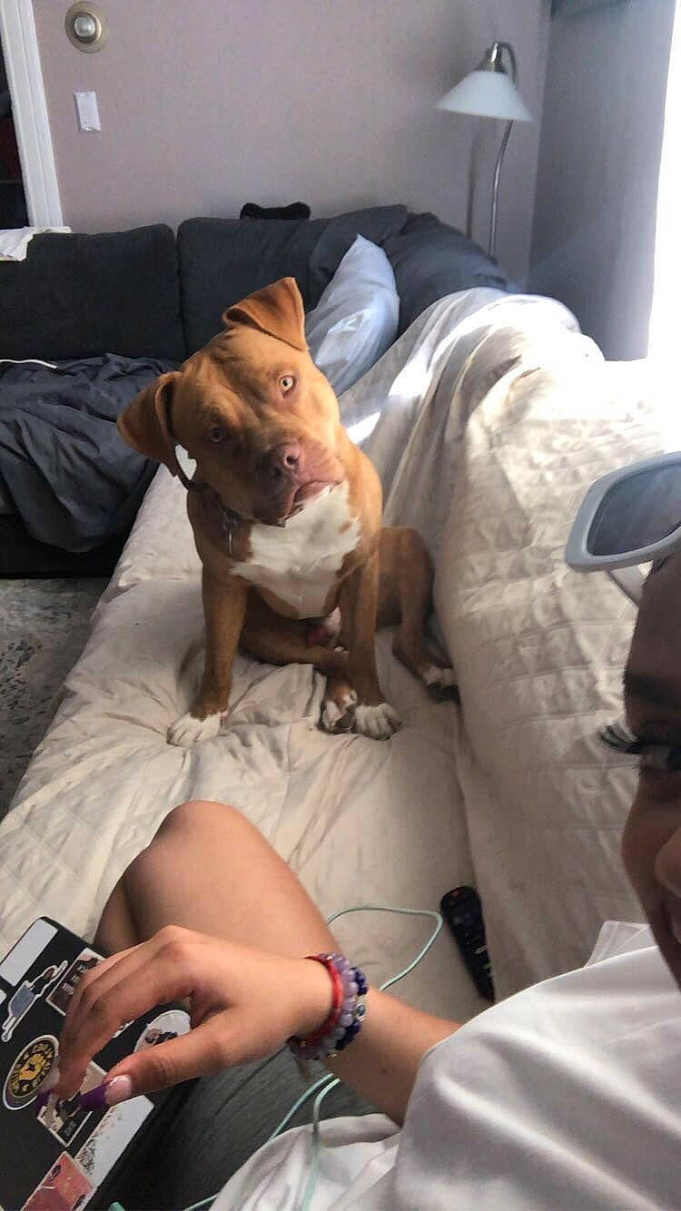 Jameson joined the competition — help win amazing prizes! carnivore, comfort, companion_dog, dog, dog_breed, elbow, fawn, felidae, hand, human_leg, knee, lap, leg, linens, medical_procedure, patient, room, service, thigh, wrist