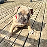 Biggy participe au concours pour gagner de l'argent avec cette photo : puppy, dog, blue_eyes, red_collar, wooden_deck, sunlight, shadow, curious, pet, animal, outdoor, young_dog, canine, fur, paw, snout, ears, close_up, daylight, adorable