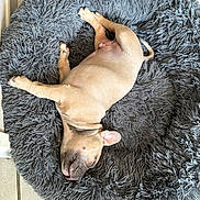Biggy a rejoint le concours — aidez-le/la à gagner de superbes lots ! puppy, dog, sleeping, bed, fluffy_bed, gray_bed, cozy, tile_floor, relaxing, pet, canine, fur, animal, indoors, resting, cute, small_dog, peaceful, napping, domestic_animal