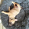 puppy, dog, sleeping, bed, fluffy_bed, gray_bed, cozy, tile_floor, relaxing, pet, canine, fur, animal, indoors, resting, cute, small_dog, peaceful, napping, domestic_animal