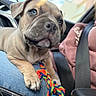 Biggy participe au concours pour gagner de l'argent avec cette photo : puppy, dog, pet, car_interior, seatbelt, human, lap, rope_toy, casual_clothing, hoodie, jeans, closeup, indoor, animal, young_dog, resting, cute, companion, domestic_animal, travel