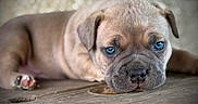 Biggy a rejoint le concours — aidez-le/la à gagner de superbes lots ! puppy, dog, blue_eyes, close_up, sleepy, wooden_surface, brown_fur, pet, animal, cute, domestic_animal, young, resting, background_blur, indoor, face, nose, ears, paw, furry