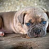 puppy, dog, blue_eyes, close_up, sleepy, wooden_surface, brown_fur, pet, animal, cute, domestic_animal, young, resting, background_blur, indoor, face, nose, ears, paw, furry