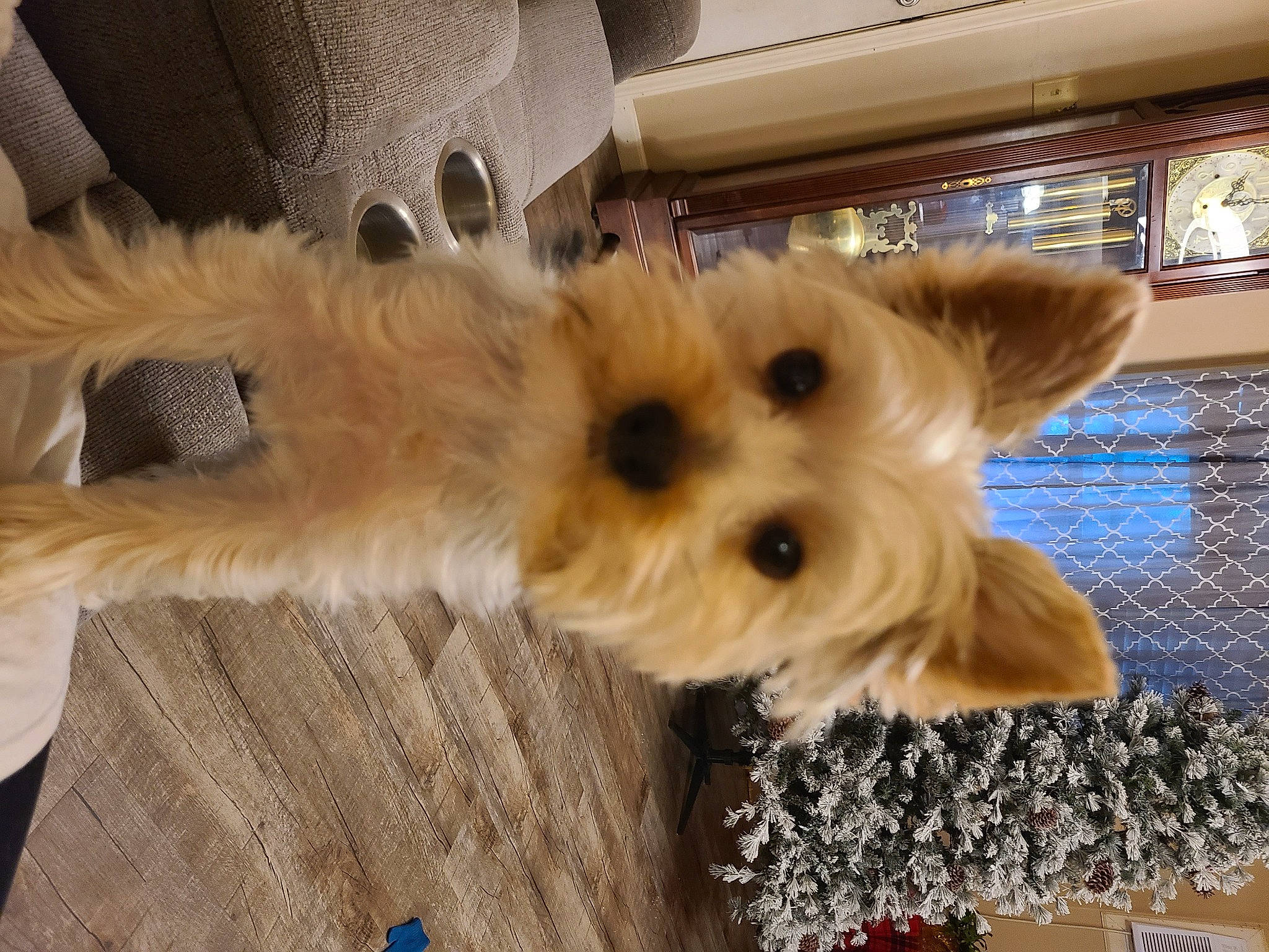 Oliver is registered to the contest to win money with this photo: canidae, carnivore, companion_dog, dog, dog_breed, dog_clothes, dog_supply, event, fawn, fur, paw, small_terrier, snout, sporting_group, tail, terrier, toy_dog, working_animal, yorkipoo, yorkshire_terrier