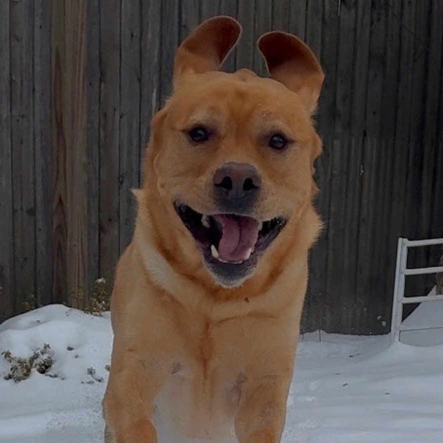 Simba joined the competition — help win amazing prizes! animal, canine, cold, dog, ears, fence, fur, happy, joy, leaping, muzzle, nature, outdoor, pet, playful, running, snow, tongue, winter, yard