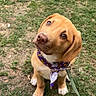Wesley joined the competition — help win amazing prizes! animal, bandana, brown_dog, canine, collar, cute, dog, ears, friendly, fur, grass, leash, looking_up, nature, outdoor, pet, playful, puppy, sitting, young_dog