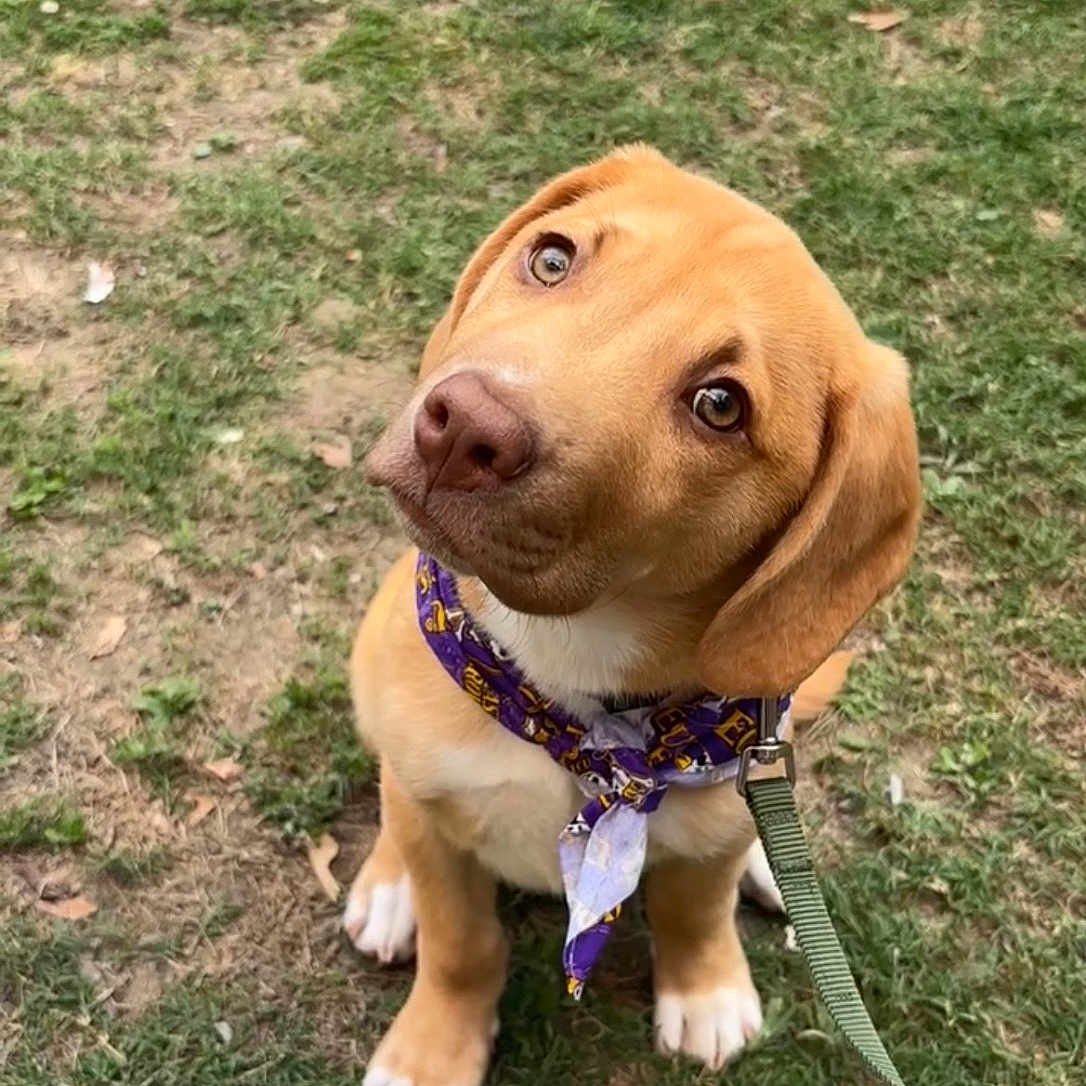 Wesley