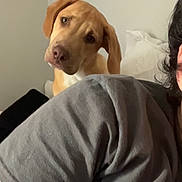 Wesley is registered to the contest to win money with this photo: animal, bedroom, blanket, brown_dog, casual, companion, cozy, curious, cute, dog, gray_shirt, head_tilt, human, indoors, looking, person, pet, resting, shoulder, wall