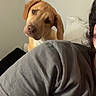 dog, pet, indoors, curious, head_tilt, person, shoulder, blanket, gray_shirt, brown_dog, wall, bedroom, cozy, animal, companion, looking, resting, casual, human, cute
