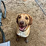 Wesley is registered to the contest to win money with this photo: animal, brown, canine, collar, daylight, dirt, dog, ears, fur, ground, happy, looking_up, metal, muddy, outdoor, pet, playful, smiling, stairs, tongue